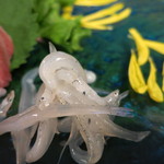 うなぎ屋酒坊・画荘 越後屋 - 25年4月　白魚