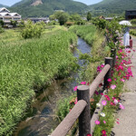 湯の岳庵 - 6月だというのにコスモス満開