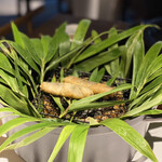 レフェルヴェソンス - 