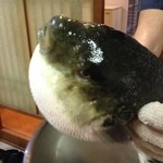 てん熊 - 僕を食べて…と、とらふぐ君♪