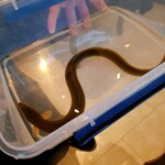 プレゼンテ スギ - 