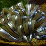 小料理 石蕗 - きびなご刺し　見て！この輝き