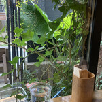 HAGI CAFE  - カウンター目の前の植物