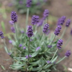 BREEZE BIRD CAFE＆BAKERY - 