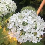 BREEZE BIRD CAFE＆BAKERY - 