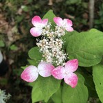 BREEZE BIRD CAFE＆BAKERY - 