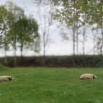 かっこう料理店 - 