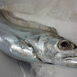 Kusunoki - 一本釣り太刀魚