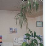 愛南 市場食堂 - 食事後、店内のメニュー。日帰りかつおの刺身定食1000円は売り切れてるようです。びやびやかつおはまだ有りますね。