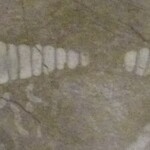 Baransu Shokudou Ikotto - 市役所内の化石
