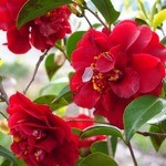 桜茶屋 - 椿・牡丹石・楠花・つつじなど桜茶屋の紅い花のご紹介です