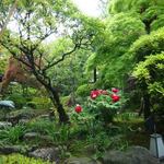 桜茶屋 - 牡丹の赤が映える桜茶屋のお庭をご覧ください