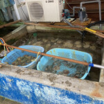 正立食堂 - ホタテ、サザエ、鮑が生簀に並ぶ