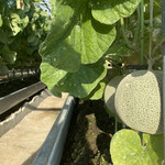 メロン ハウス かわぐち - 温室にはメロンが