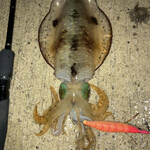 旅荘 みなと - 朝釣れたアオリイカ