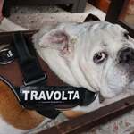 リトル ランカ - 