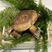 丹波篠山　近又 - 