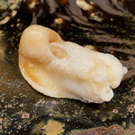 鮨処 池上 - 追加 　　石垣貝(イシカゲガイ)