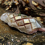 鮨処 池上 - 新秋刀魚