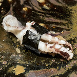 鮨処 池上 - 追加 アオリイカの下足の炙り 塩で 