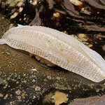 鮨処 池上 - キスの昆布締め