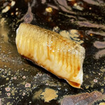 鮨処 池上 - 煮穴子