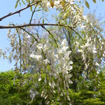 玄 - 春日大社の藤は、5分咲き