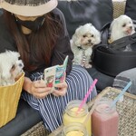 エロイーズ カフェ - 