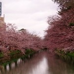 San Chuu - お堀の桜 2013.5.1