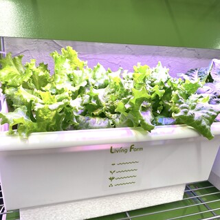 自社水耕栽培で育てた完全無農薬ハーブ！