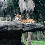 山形蕎麦 そばの実 - 八木山動物公園✧︎*。美しい虎と目が合う❤︎.*