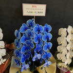 TANAKA YAKINIKU RESTAURANTE - 