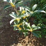 Osteria Il Garbo - ちなみに自宅に植えた金木犀。春に植えたのにもう花が咲いていた！