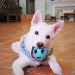 ラッシーのおうち - 室内ランではワンちゃんにオムツが必要です。また、排泄したものを持ち帰る道具もご用意お願いしております。