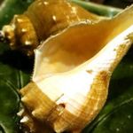 郷土味 かけはし - 巻貝