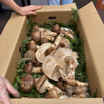 柚木元 - 朝採れ松茸