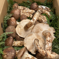 柚木元 - 6人分です