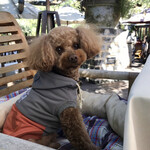 ラ・テラス - お店の皆さんから褒められてご満悦。お利口さんに待っててくれてありがとう♡