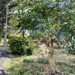 十割 手打ちそば しげ邸 - 