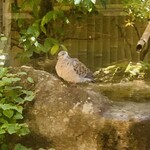 柚木元 - キジバトが水浴びや水飲みに現れます...