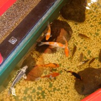 いけす鶴八 新栄店 - 