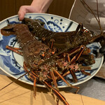日本料理FUJI - それはそれは立派な伊勢海老ちゃん。
      まだまだ活きが良くて、ギィギィいってました(^^)