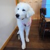 cafe コトノハ - 看板犬のコハクちゃん