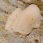 馳走 啐啄一十  - ⑤虎魚(広島県豊島産、2日寝かせ)
      体脂肪は5%位ですがグルタミン酸がたっぷり
      2日程度の寝かせですが更にアミノ酸が増え、上品かつジワッと膨らむ旨み&甘みが良い
      平野大将の真骨頂とも言える絶妙な寝かせ