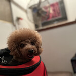 ＭＯＭＩＮＯＫＩ ＨＯＵＳＥ - 席でのシェリ