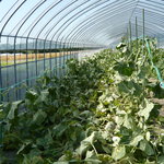 土門農園 - メロンのハウス