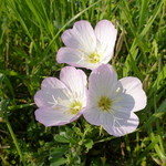 丸屋 - 2013,May　河原に咲いた花、なんて花だろう