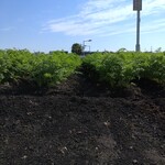 ガリレオ 八兵衛 - 人参畑です