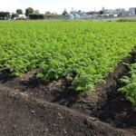 ガリレオ 八兵衛 - 緑がｷﾓﾁｲｲ~~~~