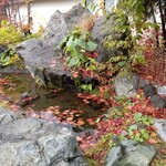 白金温泉ホテル - 入口横の紅葉
